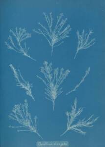 Corallina elongata (algue) Anna Atkins