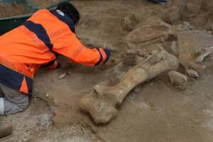 Squelette de mammouth découvert en juillet 2012 dans une carrière à Changis-sur-Marne (Seine-et-Marne). Cet animal, qui vivait il y a plus de 50 000 ans, une fois adulte pesait entre 4 et 6 tonnes et mesurait 3 mètres de haut. © Laurent Petit, Inrap